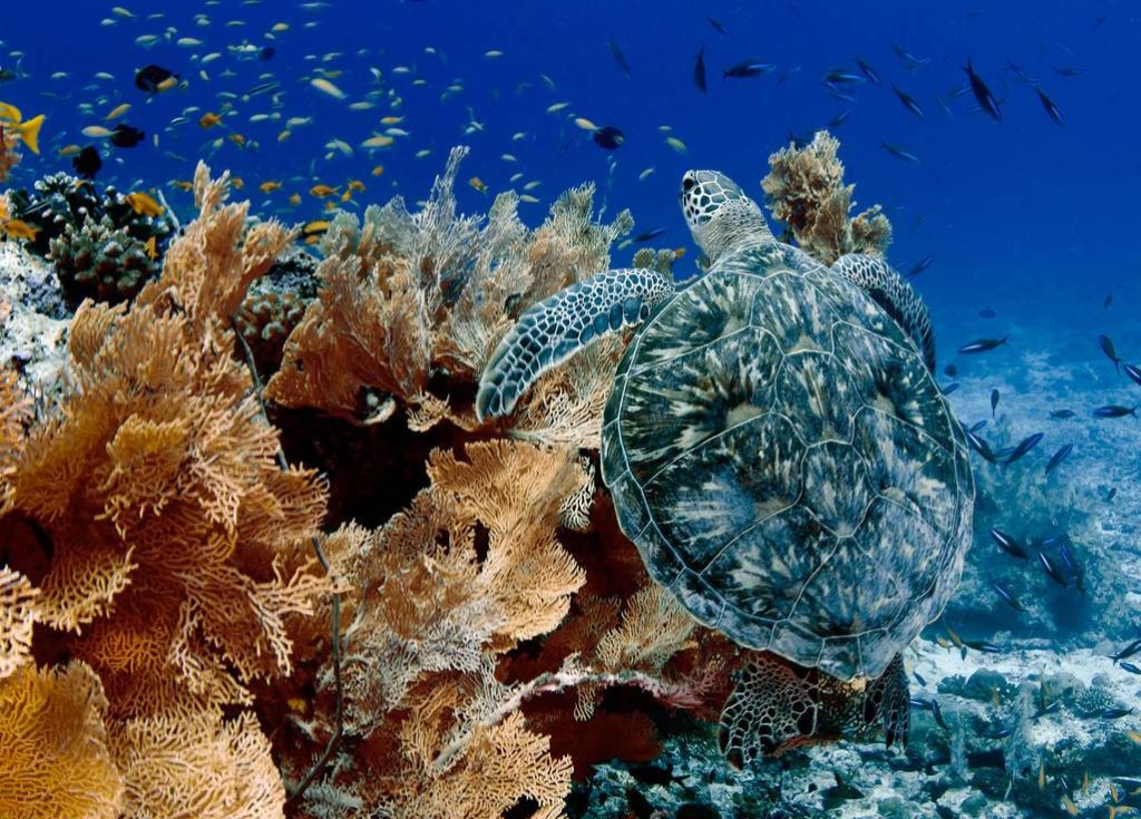 tortues-marines-alphonse-island-seychelles