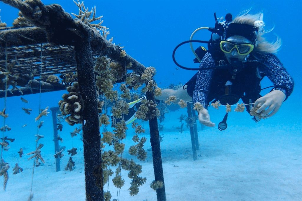 protection-des-coraux-maldives