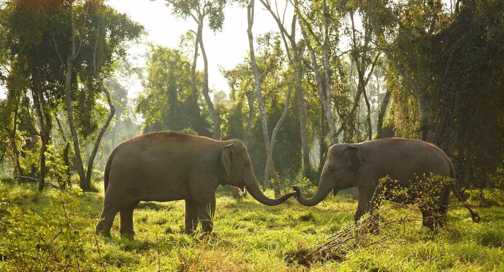 Des expériences avec les éléphants uniques à vivre en couple ou en famille pour un voyage de luxe à Chiang Rai à l'Ananatara Golden Triangle 