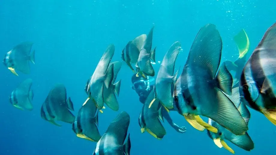 banyan-tree-vabbinfaru-snorkeling