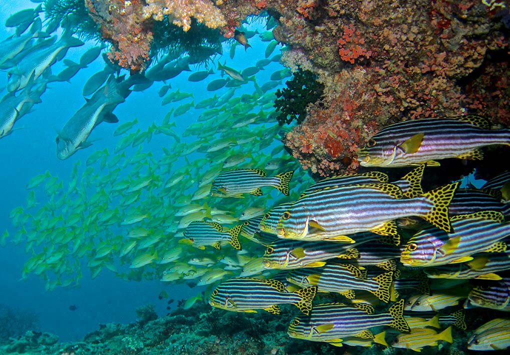 recif-maison-baros-maldives