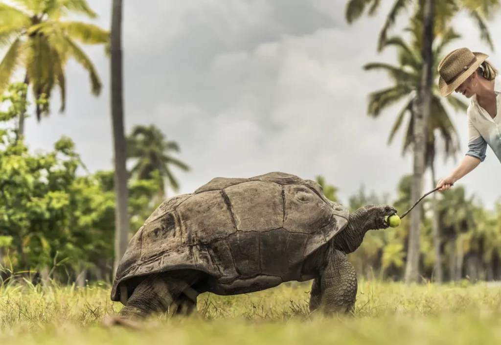 refuge-tortue-seychelles-four-seasons-desroches