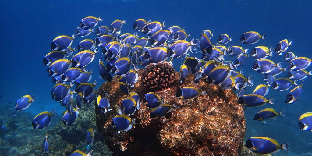 snorkeling-baros-maldives