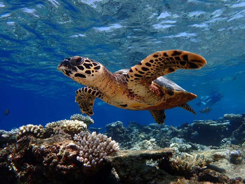 tortue-marine-baros-plongée-maldives