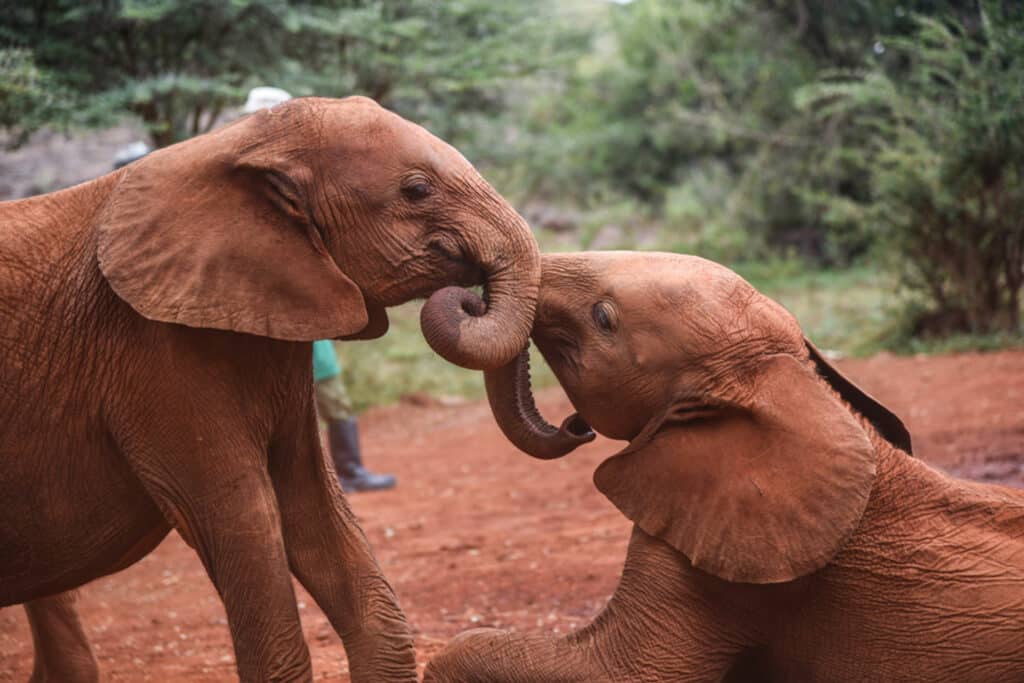 safari luxe kenya elephants