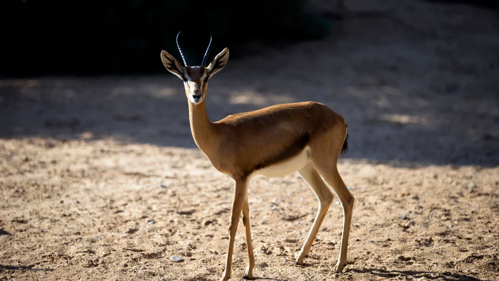 dubai-al-maha-faune