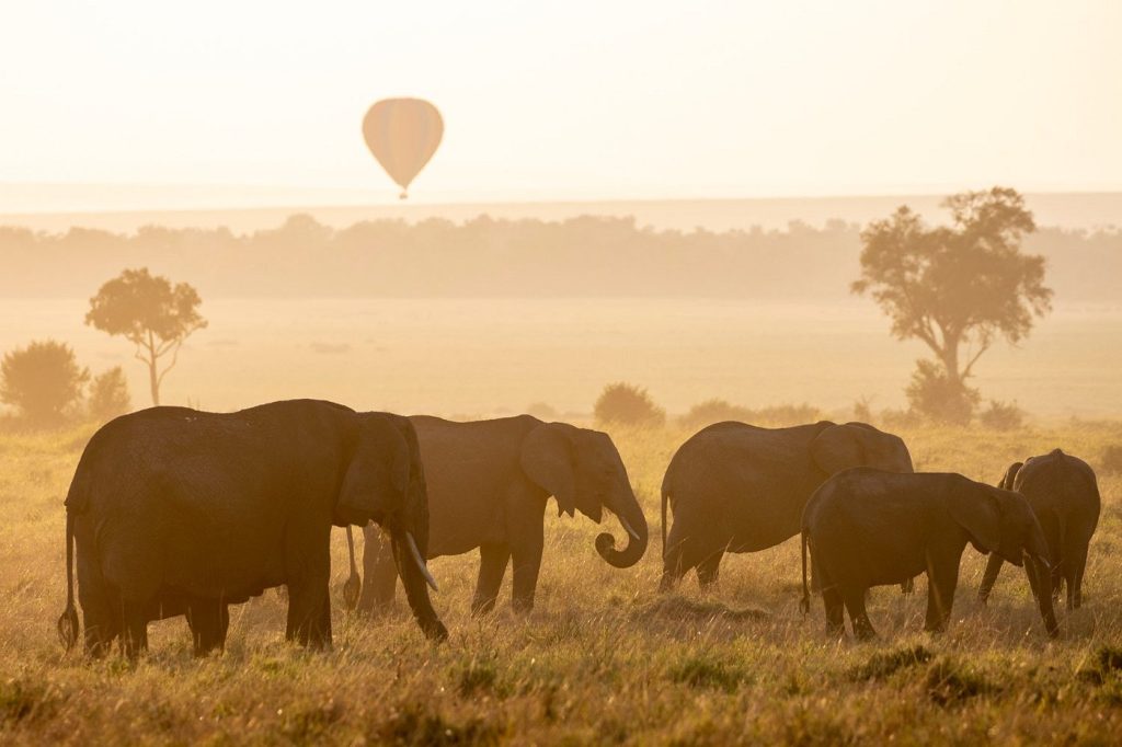 elephant-montgolfière-maasai-mara