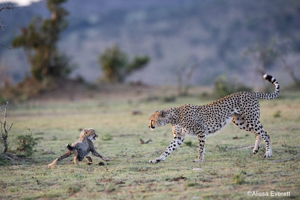 maasai-mara-kenya