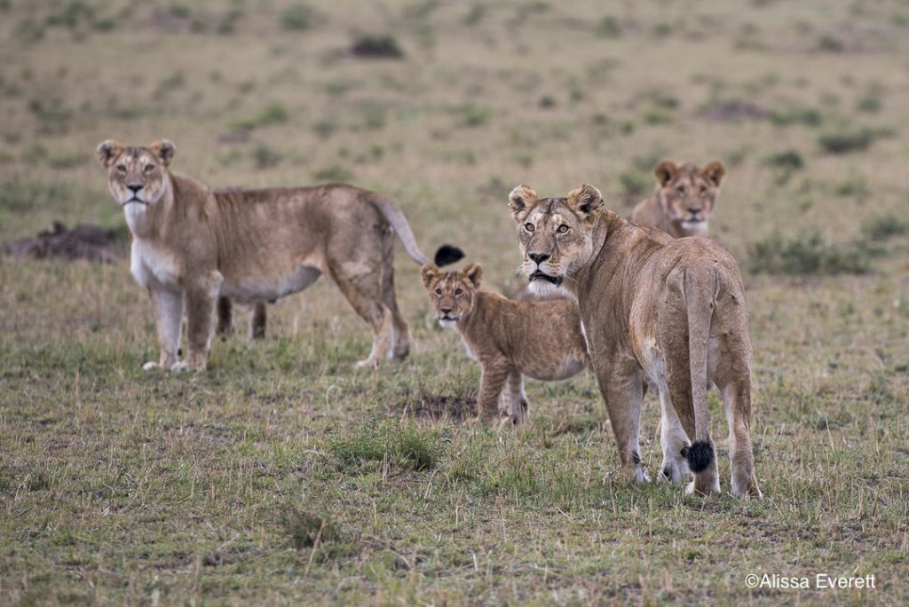 maasai-mara-safari-kenya