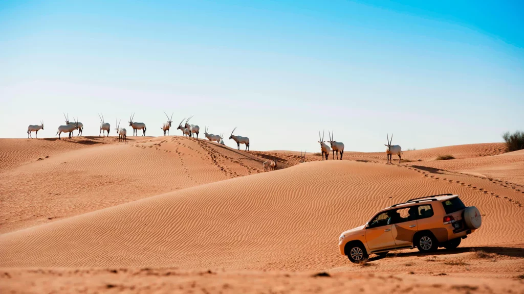 safari-al-maha-dubai