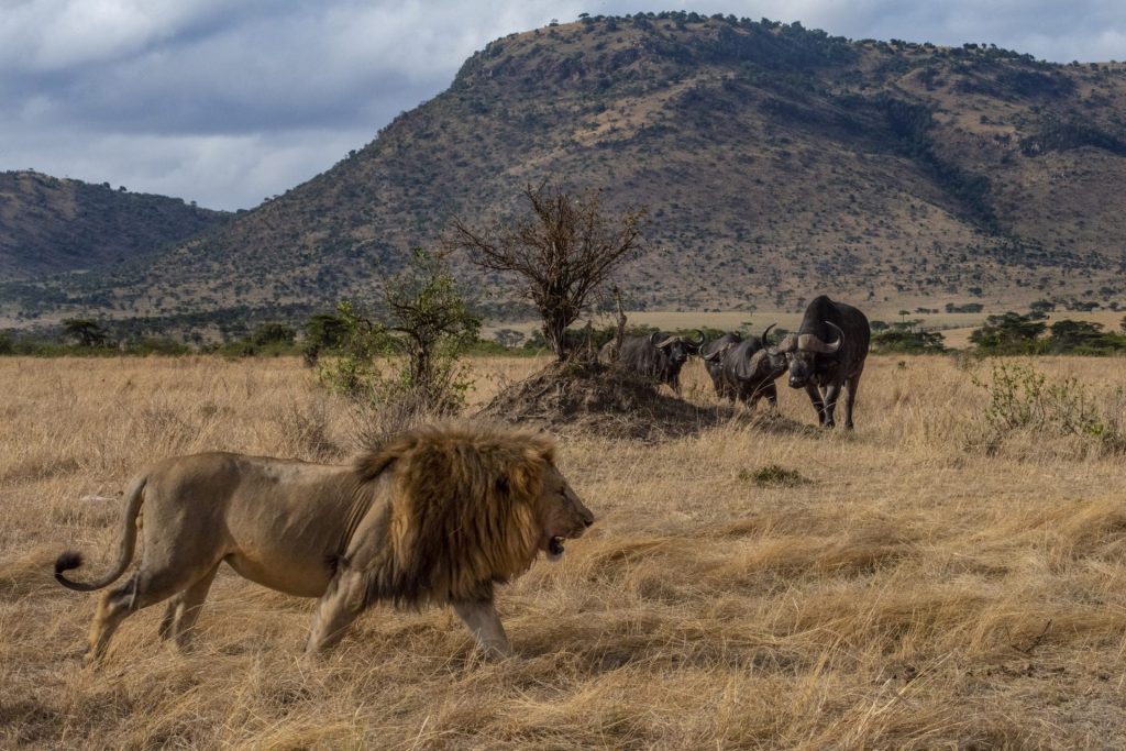 safari-luxe-kenya-parc-privé