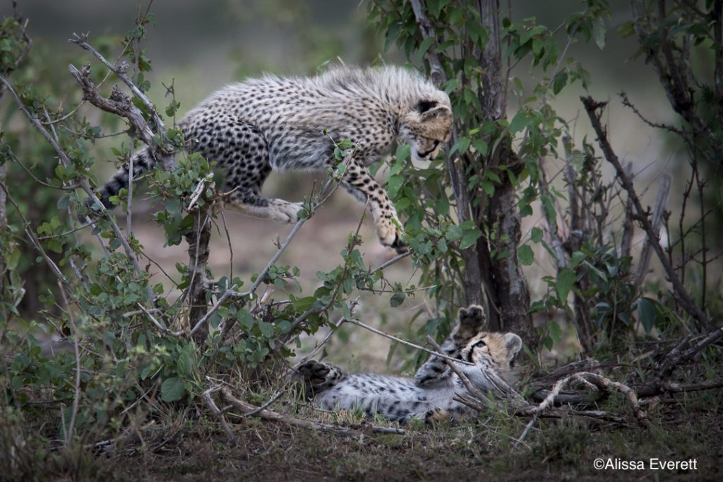 vie-sauvage-maasai-mara