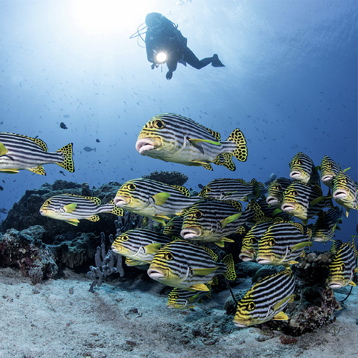 Plongée PADI aux Maldives avec les experts plongée sous-marine du Soneva Secret