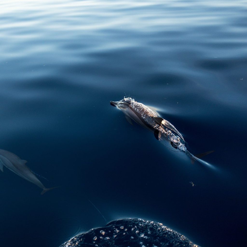 oberservation-dauphins-maldives