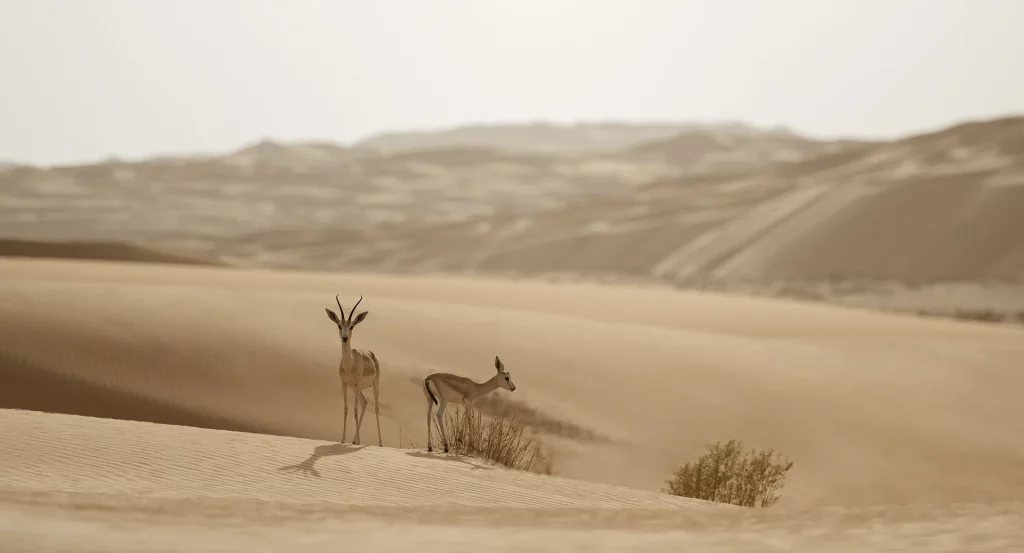 anantara-qasr-al-sarab-abu-dhabi-désert