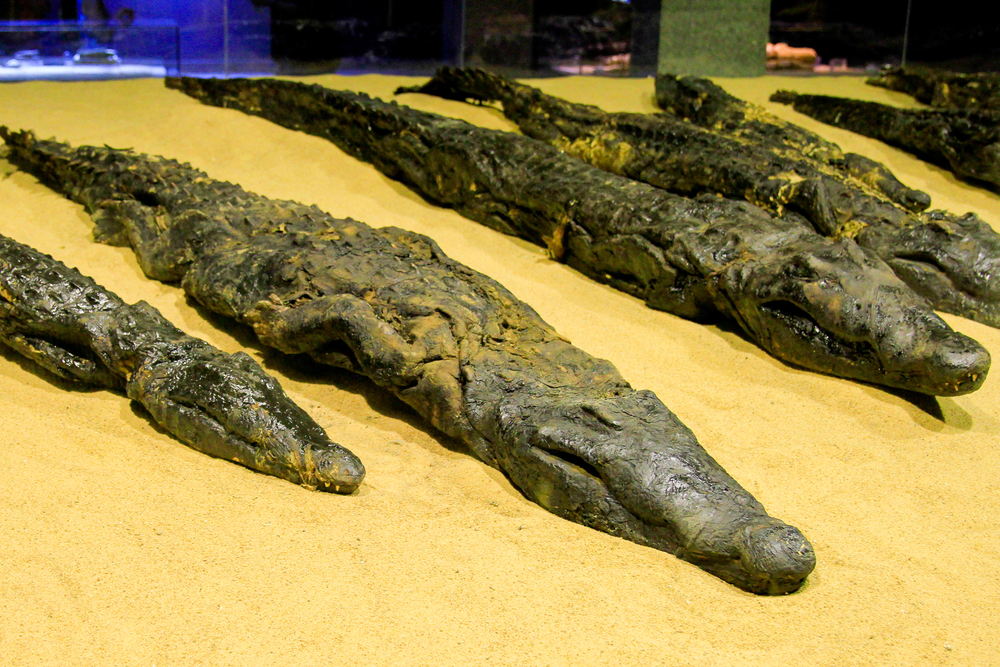 Mummified,Crocodiles,In,Museum,At,Kom,Ombo,Temple,,Kom,Ombo,