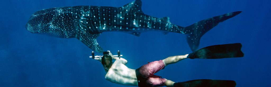 Plongée requin-baleine aux Maldives – LUX* South Ari Atoll