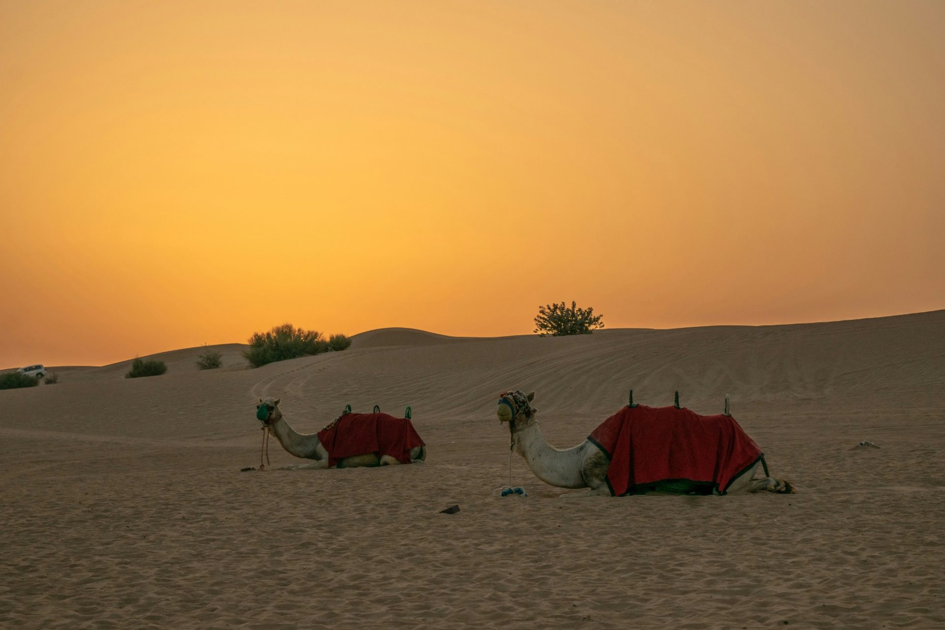 Chameaux reposant dans les dunes du désert au coucher du soleil, illustrant les expériences authentiques de votre combiné de luxe