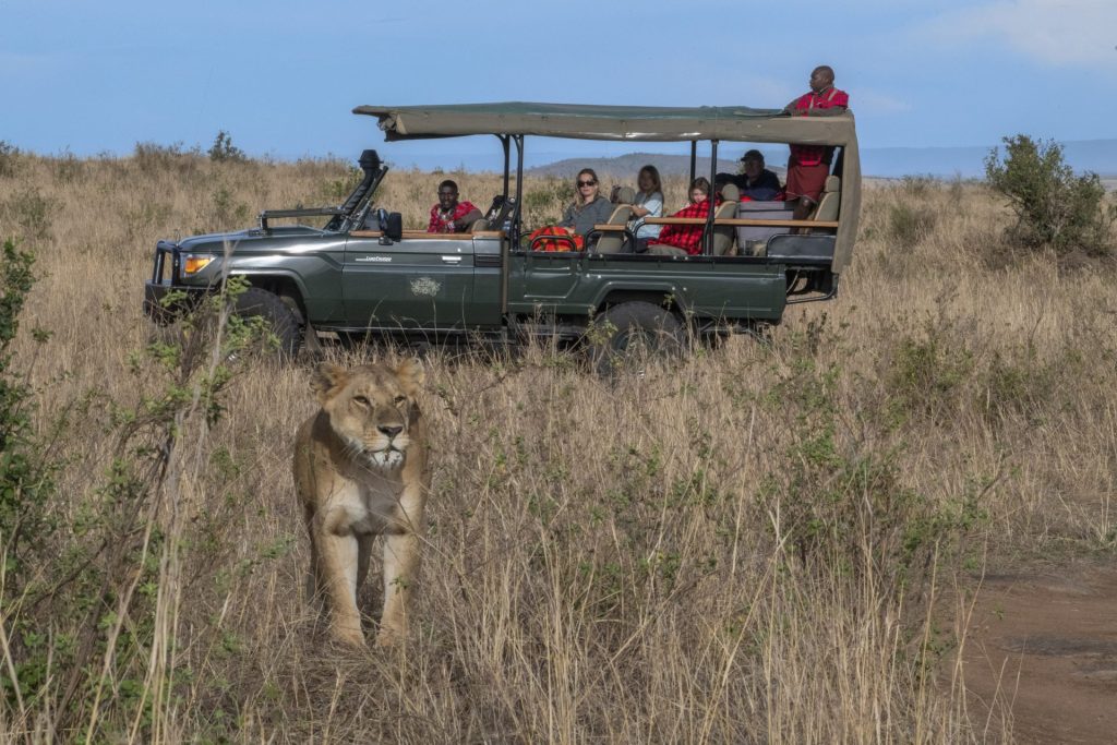 Safari en 4x4 avec lionne au Cottar’s 1920s Camp dans le Maasai Mara