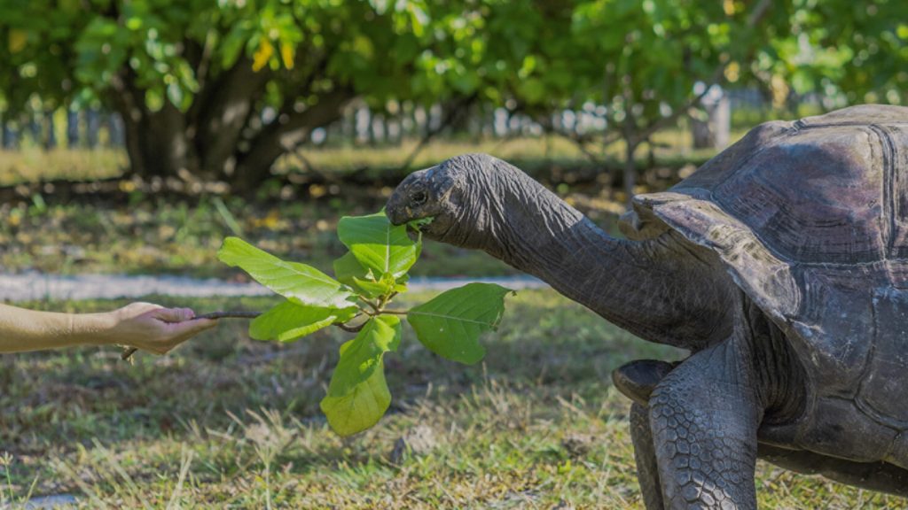 Sanctuaire des tortues à Desroches Island aux Seychelles