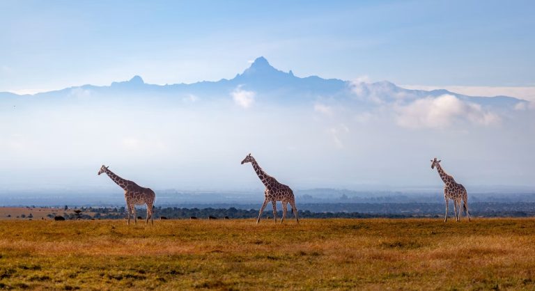 séjour luxe Kenya Seychelles Kenya et Seychelles : safari de luxe et île privée