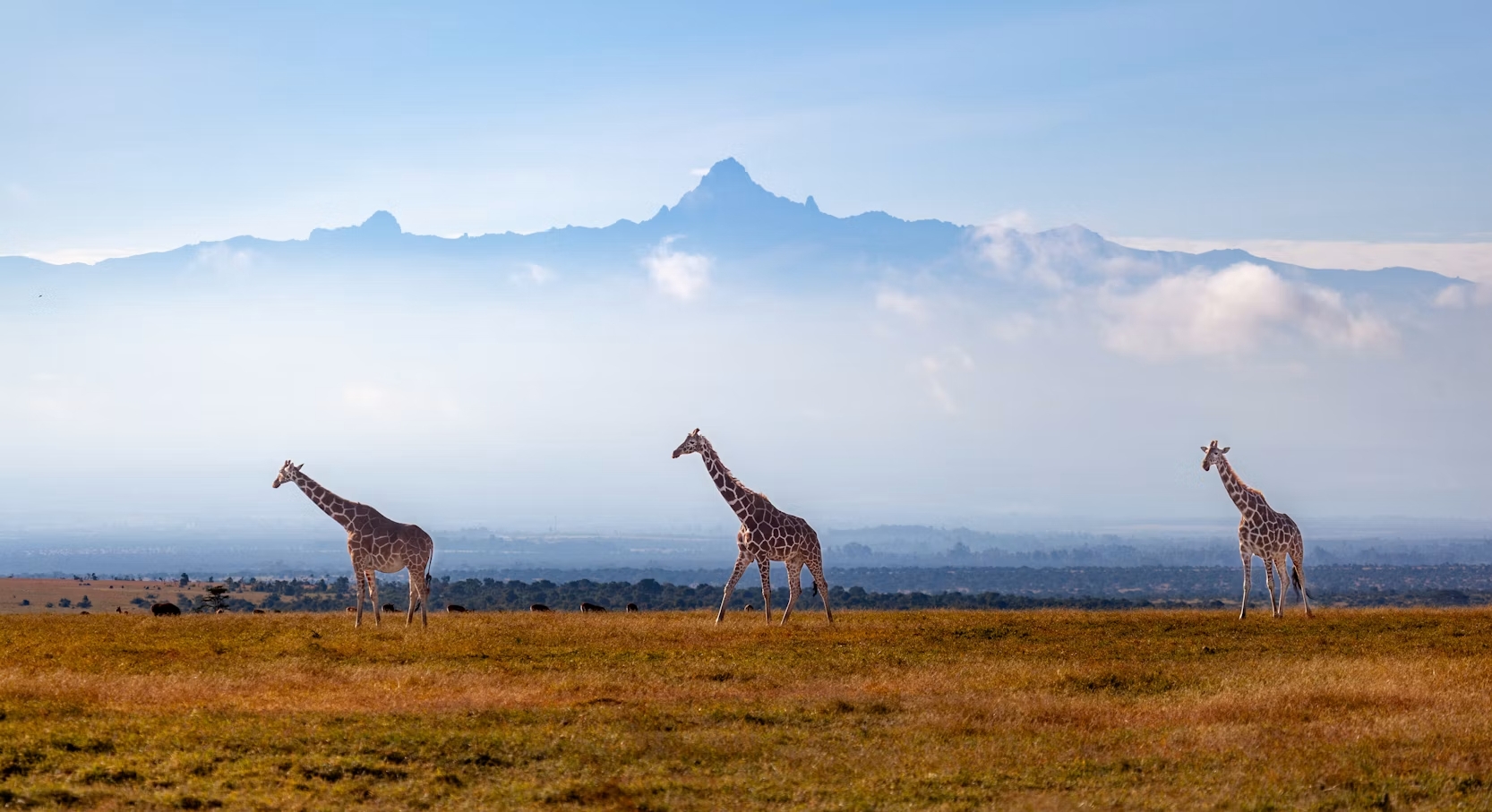 Kenya et Seychelles : safari de luxe et île privée
