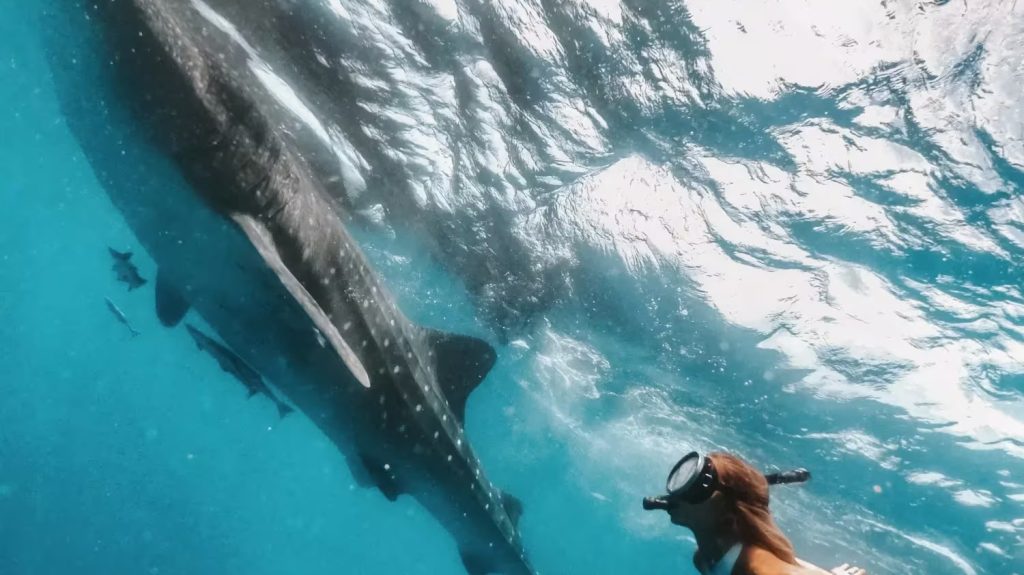 Plongeuse nageant aux côtés d'un requin baleine dans les eaux turquoise de la mer des Caraïbes, Whale Shark Experience du Rosewood Mayakoba, Riviera Maya Mexique