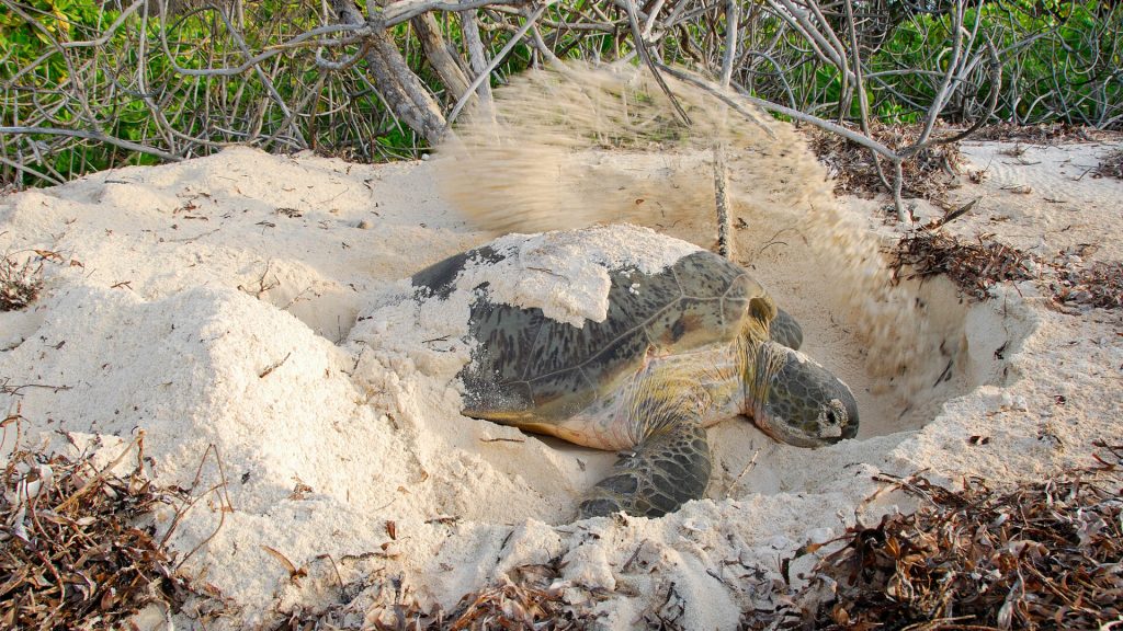Tortue verte pondant ses œufs sur le sable blanc de andBeyond Mnemba Island, Zanzibar