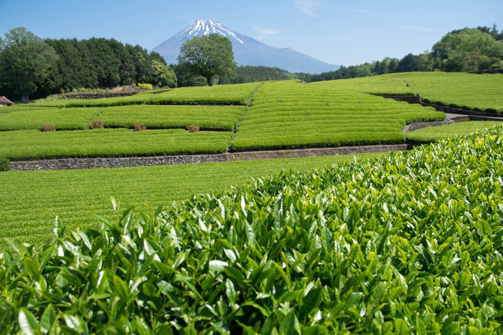 Plantation de thé vert à Shizuoka avec le mont Fuji en arrière-plan, Japon