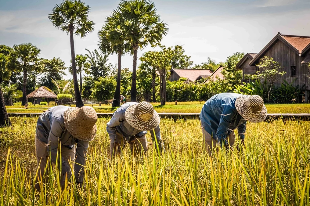 Rizières de Zannier Phum Baitang au Cambodge pour une immersion dans l’art de vivre cambodgien