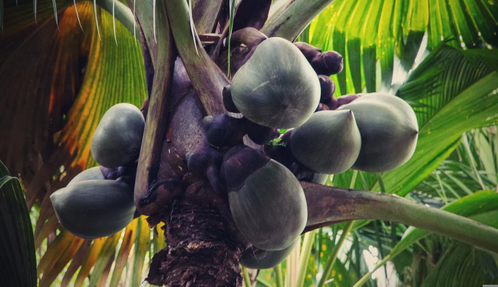 Coco de mer dans la Vallée de Mai à Praslin aux Seychelles