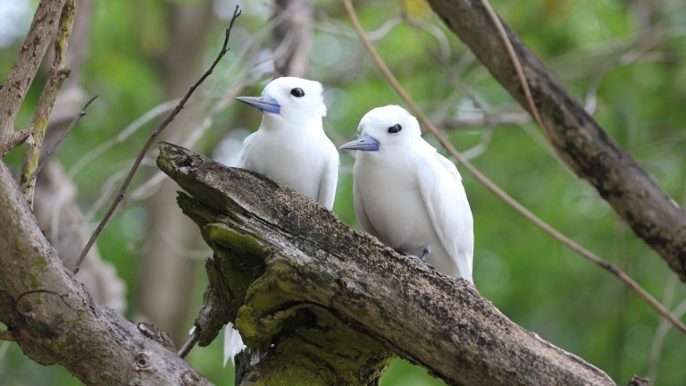 séjour luxe Océan Indien Seychelles Seychelles : un itinéraire d’exception en trois îles