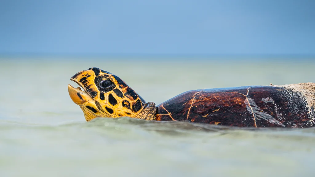 Tortue marine à Platte Island aux Seychelles, dans les eaux préservées du Waldorf Astoria